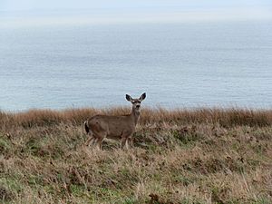 Black-tailed deer at Point Reyes