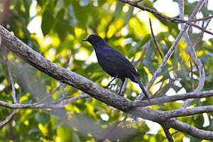 Black Catbird (6911211837)