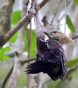 Blond-crested Woodpecker.jpg