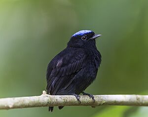 Blue-crowned manakin male