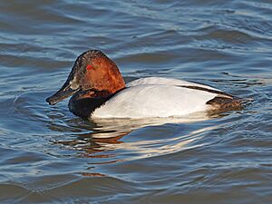 Canvasback - Aythya valsineria, Cambridge, Maryland (38466385965).jpg