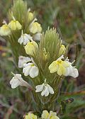 Castillejarubicundula.jpg