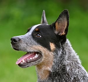 Cattledog Little Joe