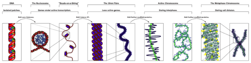 Chromatin Structures