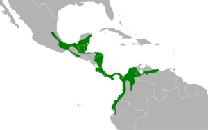 Ciccaba nigrolineata map.svg