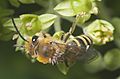 Colletes hederae parasitized-pjt