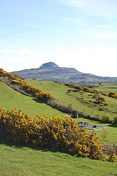 Criccieth - Gorse