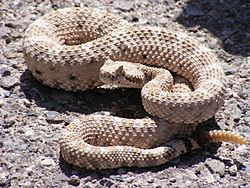 Crotalus cerastes mesquite springs CA