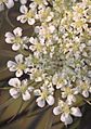 Daucus carota flowers, peen 'Napoli' (1)