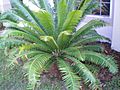 Dioon spinulosum in Florida.JPG