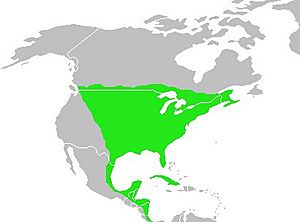 Dumetella carolinensis-map.jpg