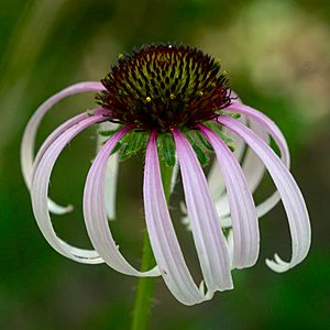 Echinacea sanguinea.jpg