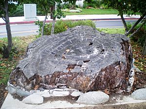 Encino Oak Tree