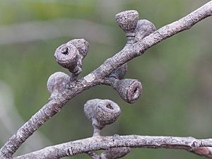 Eucalyptus codonocarpa mature fruit