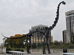 FMNH Brachiosaurus.JPG