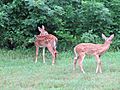 Fawns in Monroe