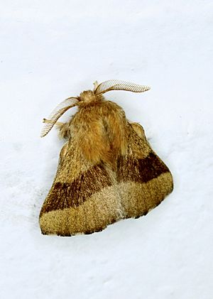 Forest Tent Moth.JPG