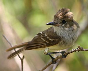 Galápagos flycatcher (Myiarchus magnirostris) male.jpg