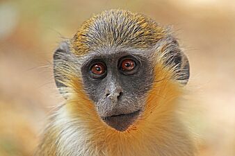 Green monkey (Chlorocebus sabaeus)