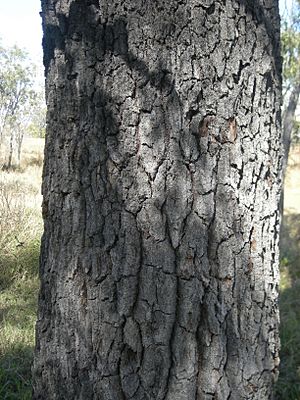 Grevillea striata bark