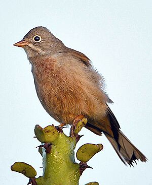 GreyNeckedBunting PrasadBR.jpg