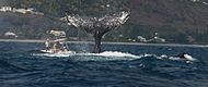 Humpback whale 2009-11-25