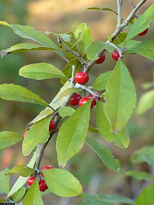 Ilex decidua berries