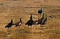 Indian Peafowl (Pavo cristatus) near Hyderabad W IMG 4818