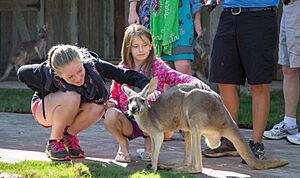 Kangaroo Kickabout