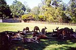 Kangaroos-at-Lone-Pine-Koala-Sanctuary