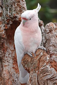 Leadbeaters cockatoo