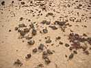 Lobos Island desertification