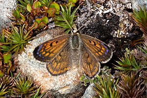 Lycaena boldenarum 30355660