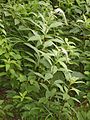 Lysimachia clethroides 01