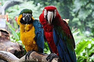 Macaws at Jurong Bird Park -Singapore-8.jpg