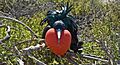 Magnificent Frigatebird at the Galapagos