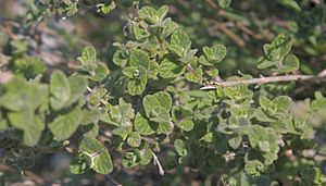 Majorana syriaca - za'atar