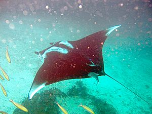 Manta birostris-Thailand3