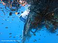 Marine organisms entangled in a ghost net within the Maldives (Olive Ridley Project)