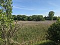 Marshland near Euclid Avenue in Palatine, Illinois