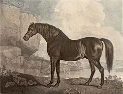 Marske horse.jpg