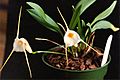 Masdevallia urosalpinx