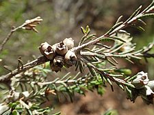 Melaleuca phoidophylla fruit