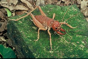 Mercury Islands tusked weta DOC