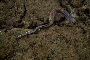 Moray eel in Kona