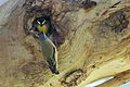 Nesting pair of Striated Pardalote