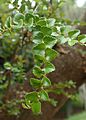 Nothofagus cunninghamii kz01