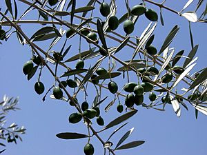 Olive branch