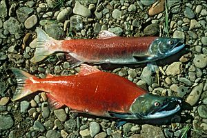 Oncorhynchus nerka 2.jpg