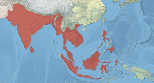 Oriental Darter Range.png